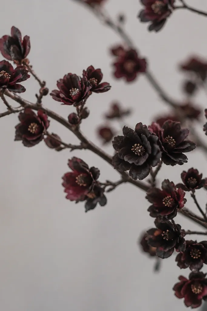 Small cherry blossom tissue flowers in deep black-red tones, each with layered petals and a tiny center. They are arranged on thin branches.
