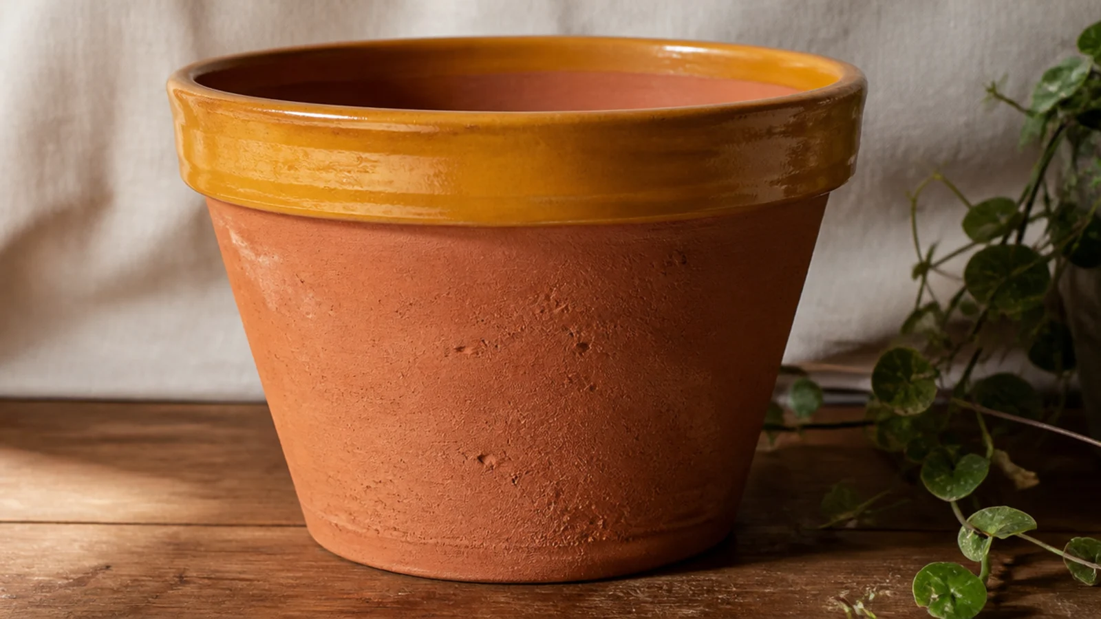 A natural terracotta pot with only the flared top rim painted a glossy mustard yellow, the body left bare.