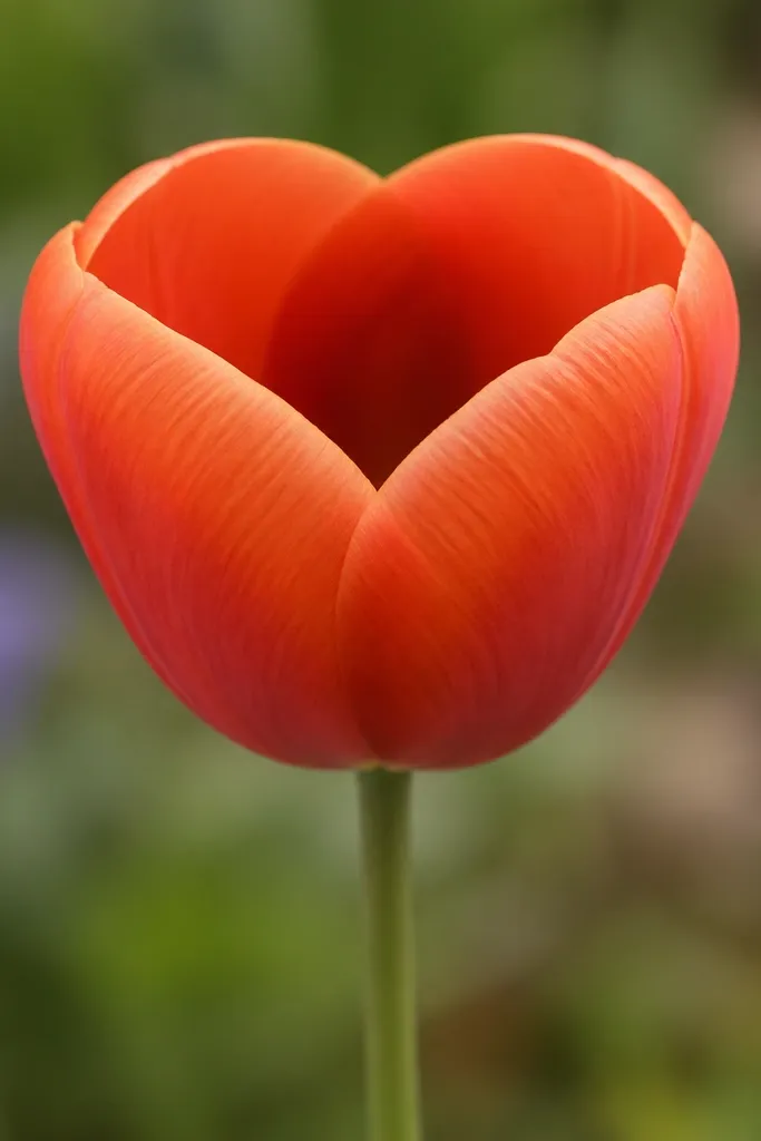 A tulip-like flower with a rounded, heart-shaped opening. Petals are orange-red and the center looks slightly darker. The bloom is upright with a green stem.