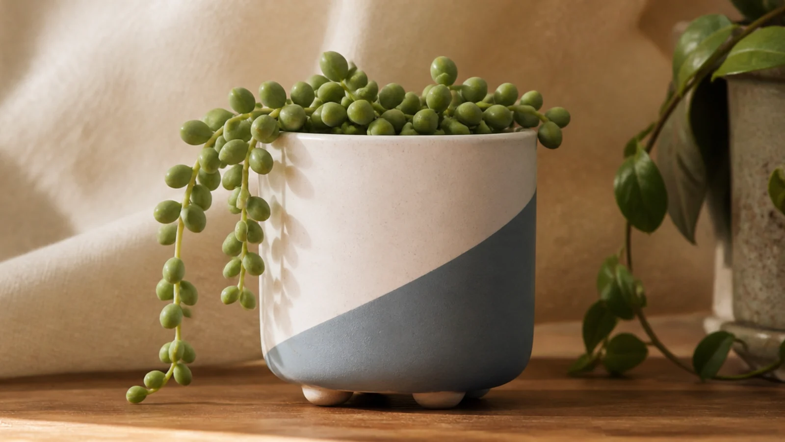 A white mini pot with the lower corner painted dusty blue on a clean diagonal line, holding a small trailing succulent.