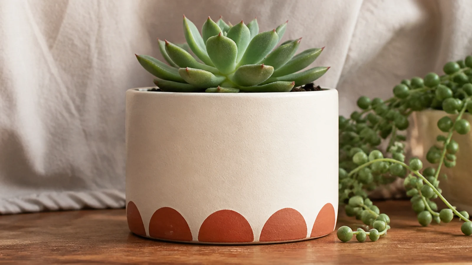 A cream mini pot with one row of small evenly sized terracotta half-circle scallops along the bottom edge, holding a small succulent.