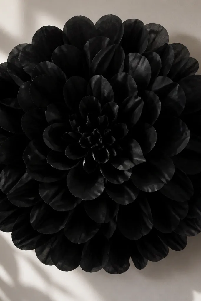 A black dahlia tissue flower with many layered, rounded petals. The petals show soft folds and a dramatic shadow against a light wall.