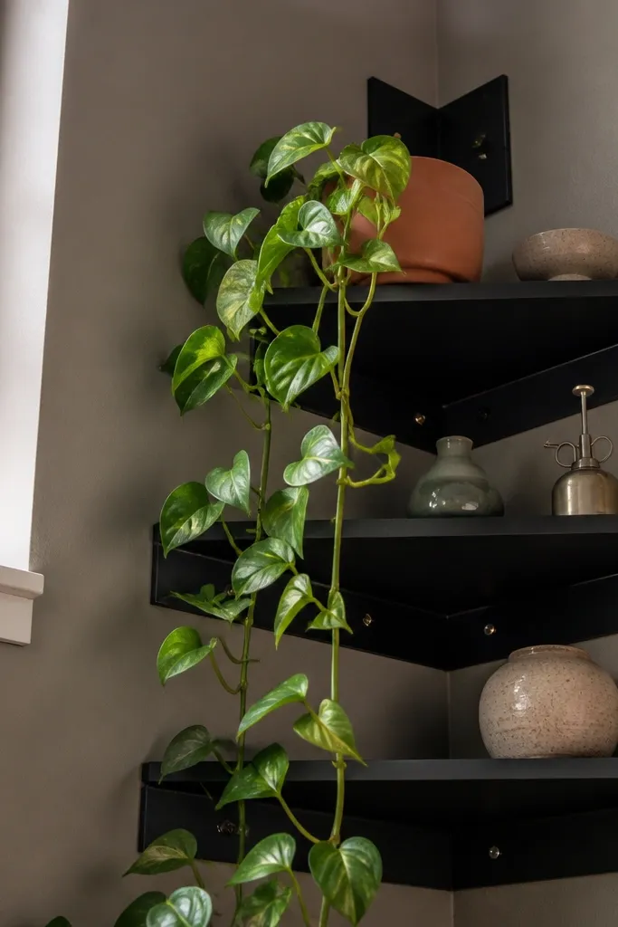Matte black corner shelves with small trailing pothos spilling down