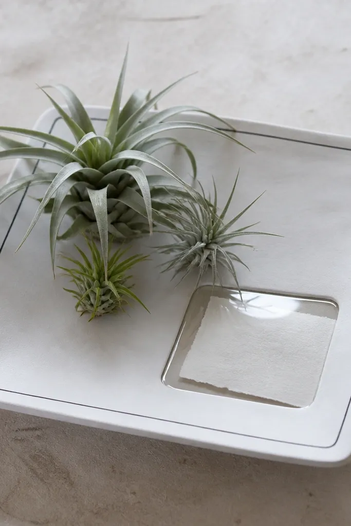 A shallow ceramic tray painted matte white with a hand-drawn dark line border, holding 2-3 air plants; a small tucked paper note sits under a clear plastic window.