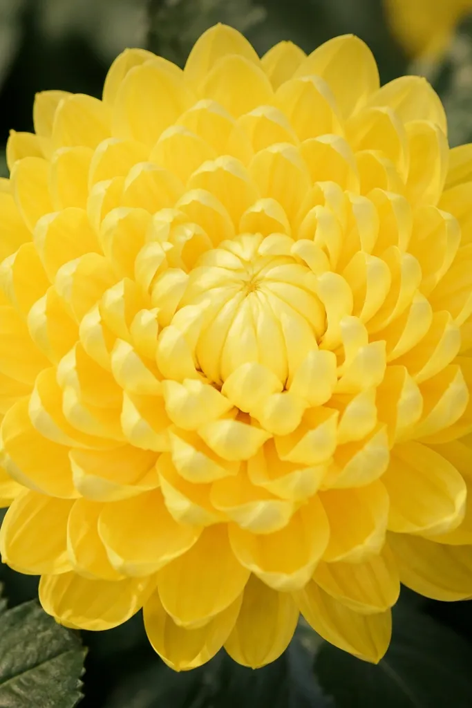 A full chrysanthemum with many rounded petals, yellow tissue on the outside fading to lighter yellow at the center. The center is a tight ball, not flat.
