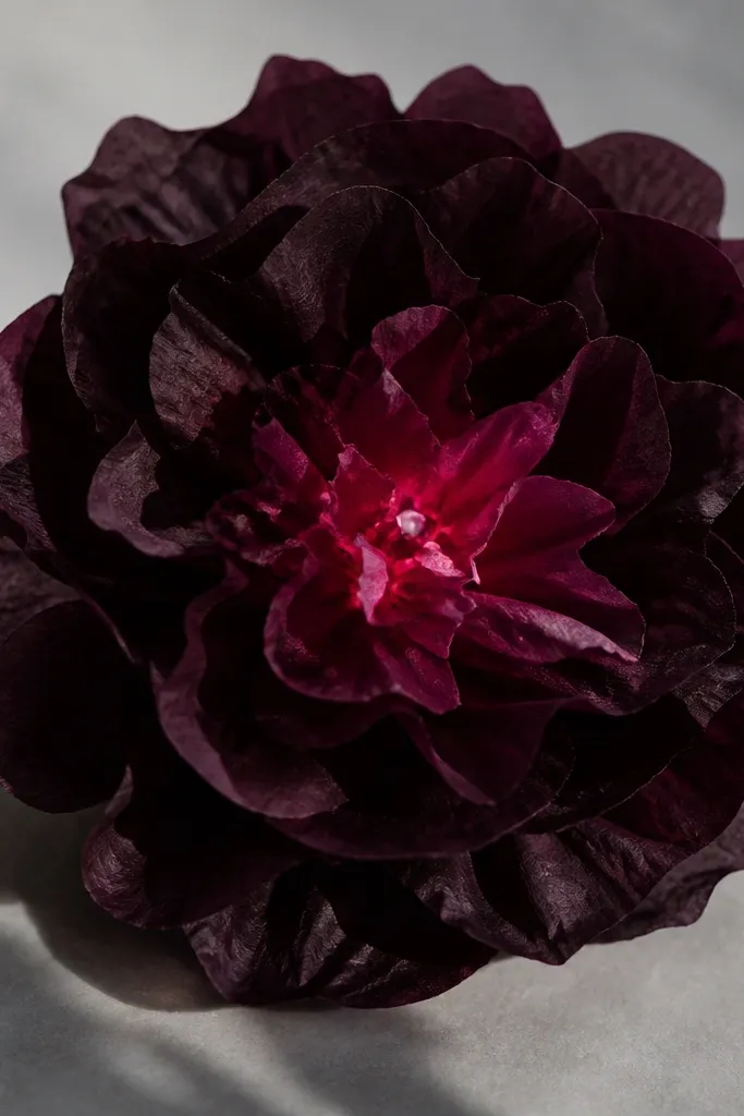 A deep black-cherry tissue flower with dark petals and a raspberry-pink light glow in the center that looks like a jewel.