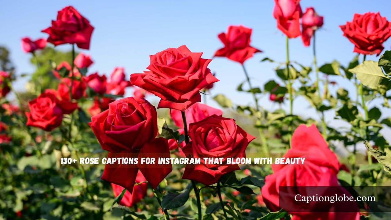 Rose Captions for Instagram