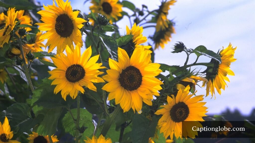 caption for sunflower